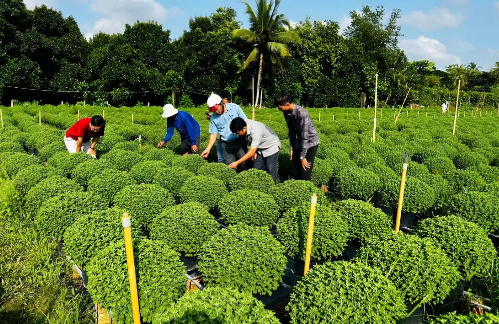 Trồng cúc mâm xôi cấy mô có lãi không?