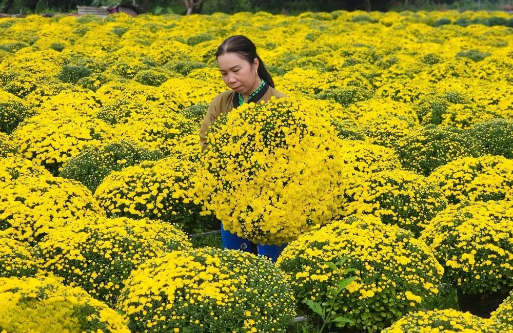 Trồng cúc mâm xôi cấy mô có lãi không?