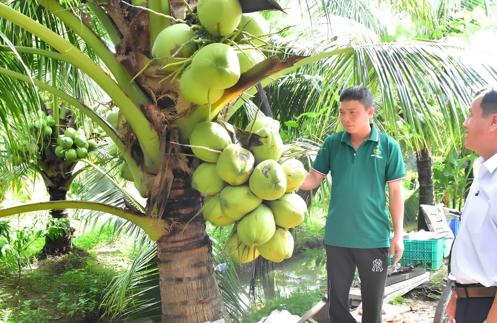 Những sai lầm khi trồng dừa sáp cấy mô