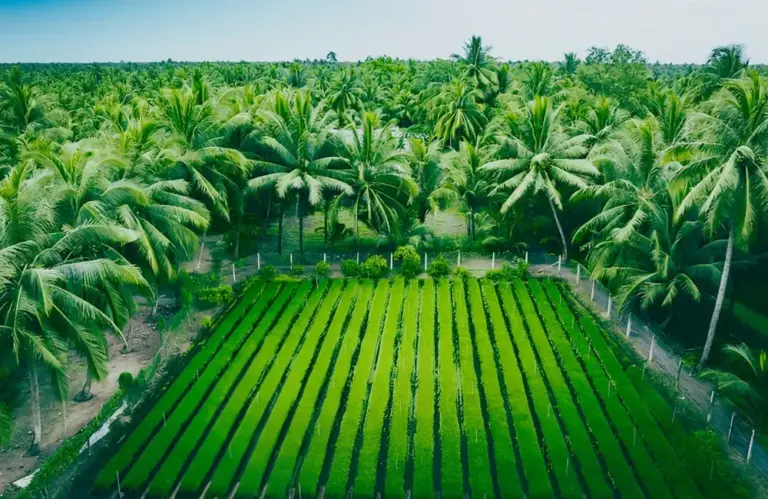 Những sai lầm khi trồng dừa sáp nhà vườn cần tránh