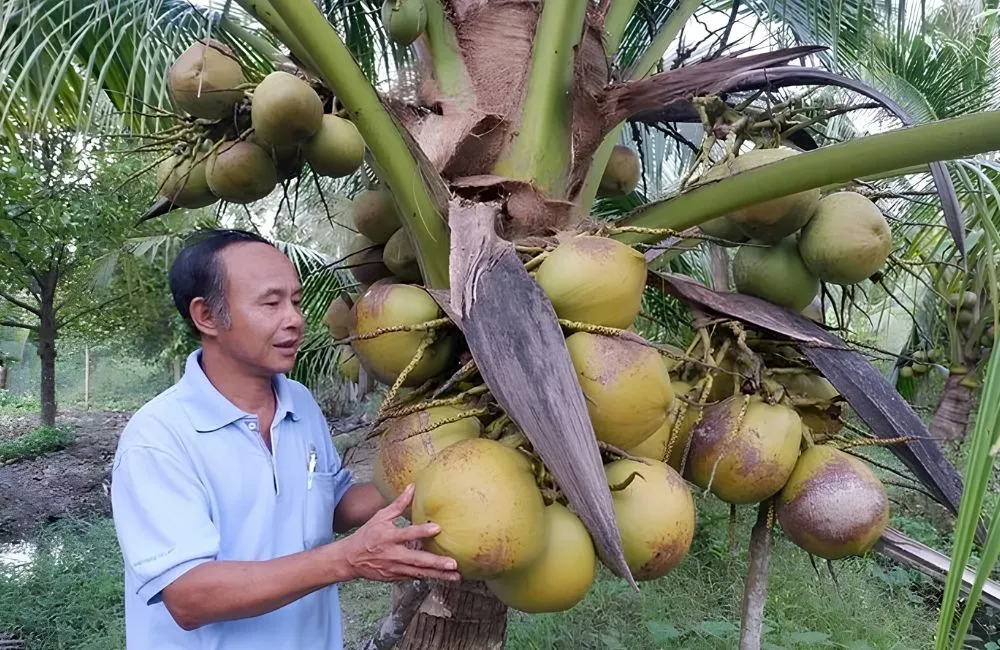 Những sai lầm khi trồng dừa sáp cấy mô