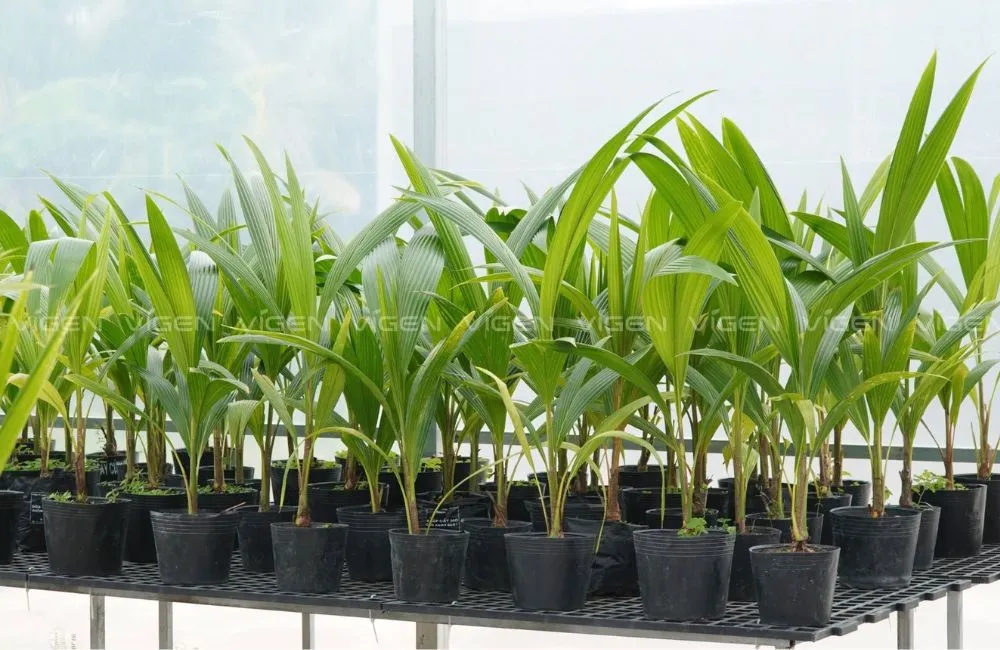 Những sai lầm khi trồng dừa sáp cấy mô
