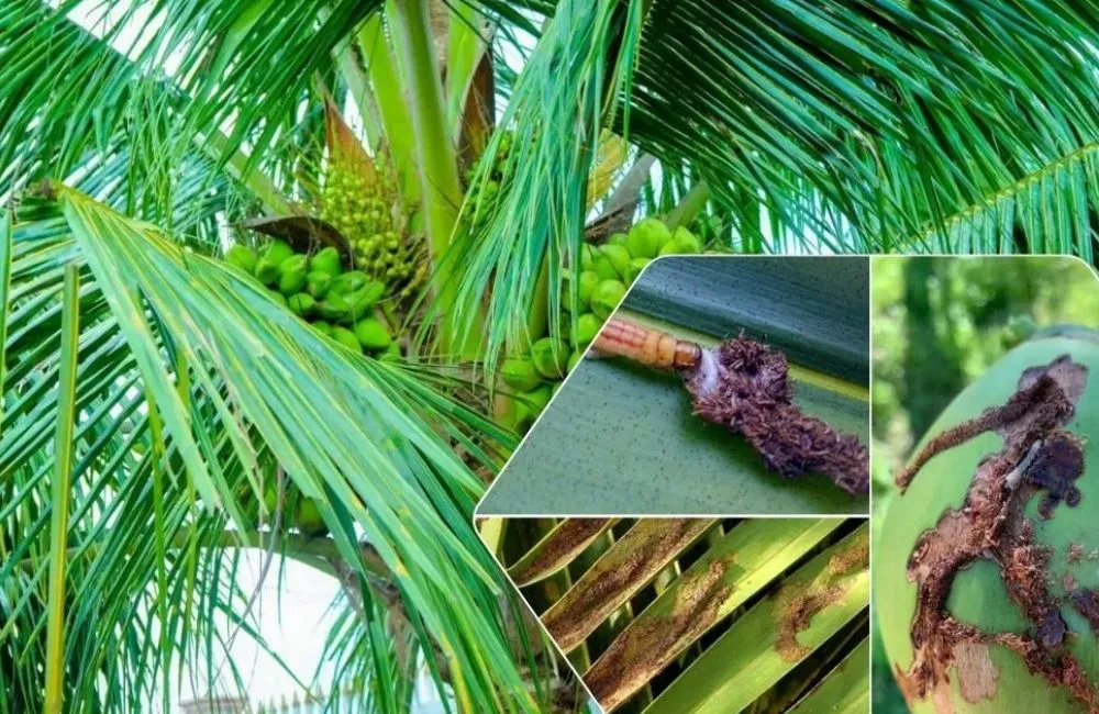 Những sai lầm khi trồng dừa sáp cấy mô