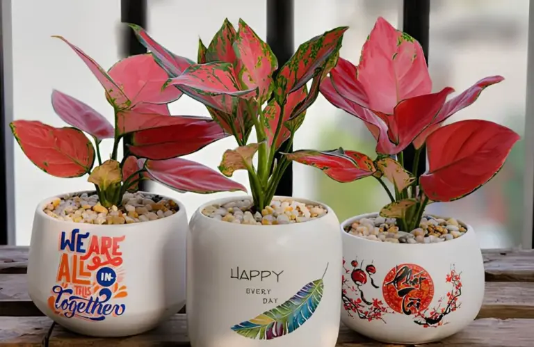 Kỹ thuật trồng vạn lộc đỏ cấy mô cho cây khỏe, lên màu đẹp