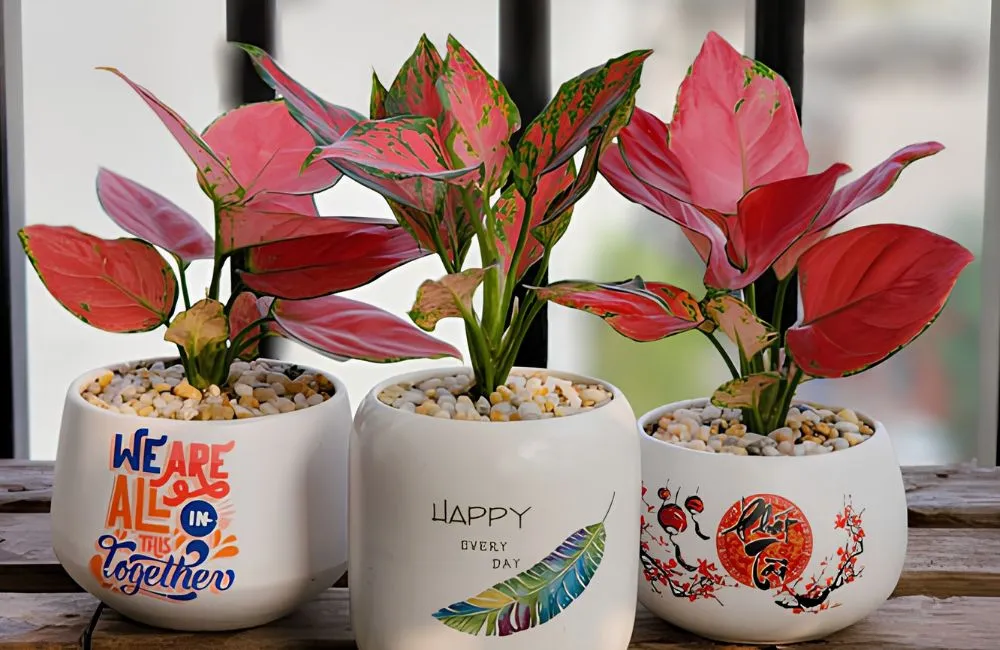Kỹ thuật trồng vạn lộc đỏ cấy mô