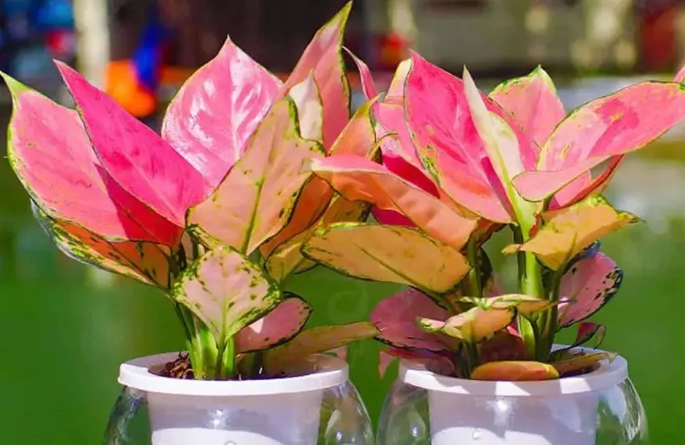 Kỹ thuật trồng vạn lộc đỏ cấy mô