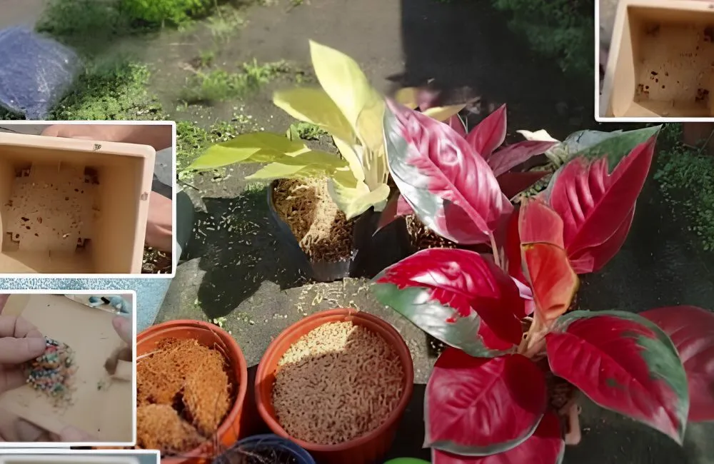 Kỹ thuật trồng vạn lộc đỏ cấy mô