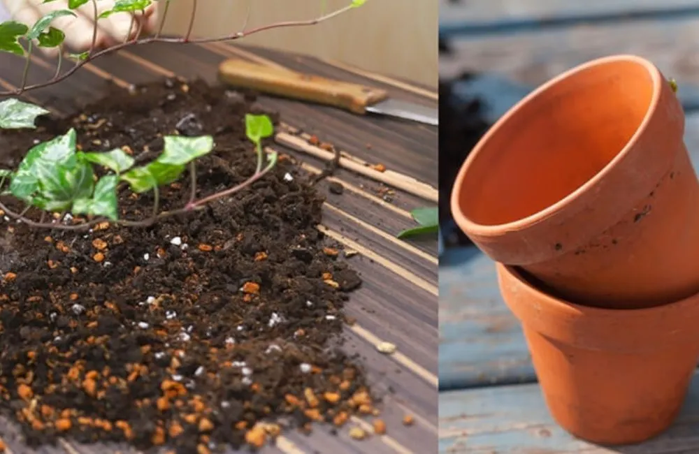 Kỹ thuật trồng vạn lộc đỏ cấy mô