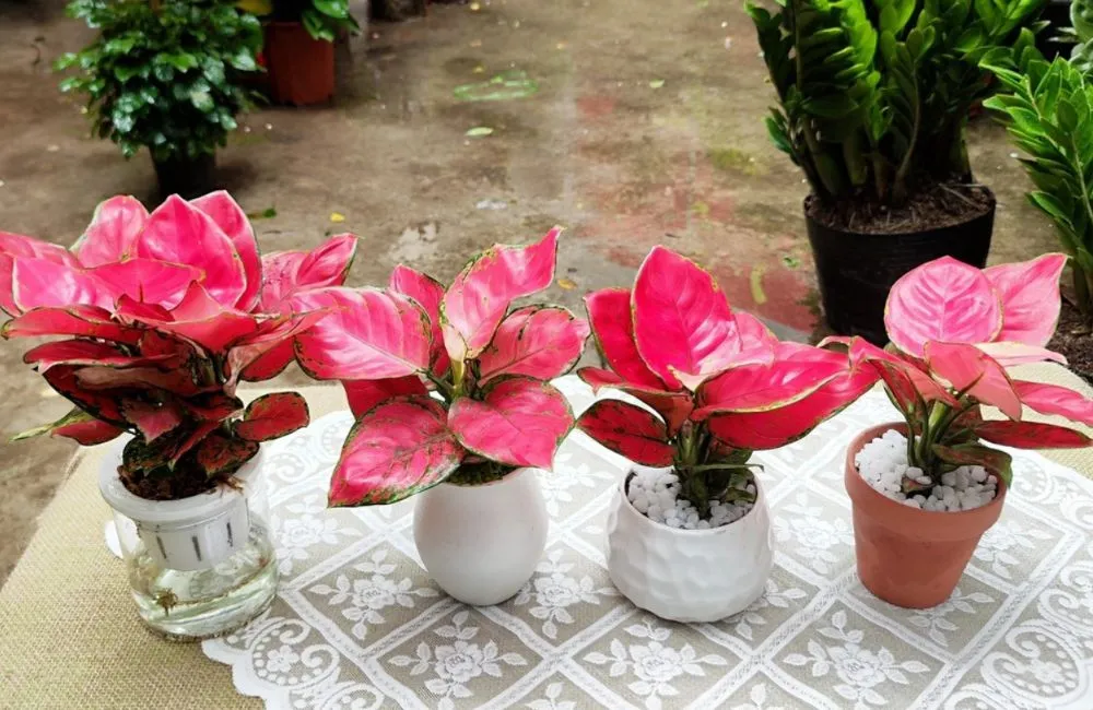 Kỹ thuật trồng vạn lộc đỏ cấy mô