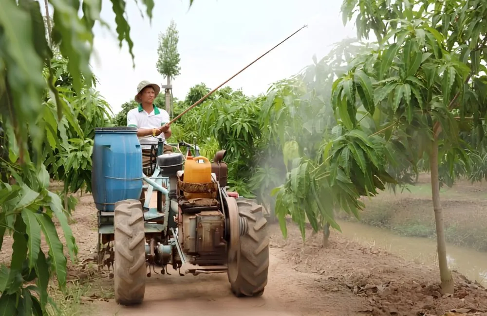 Cách trồng xoài Hạ Tuyết Đài Đông đúng kỹ thuật