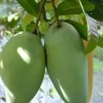 Cách trồng xoài Hạ tuyết Đài Đông đúng kỹ thuật