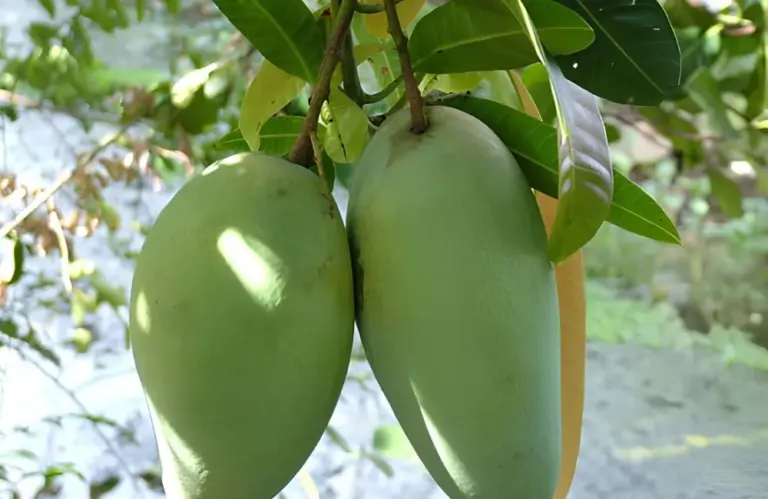 Cách trồng xoài Hạ tuyết Đài Đông đúng kỹ thuật