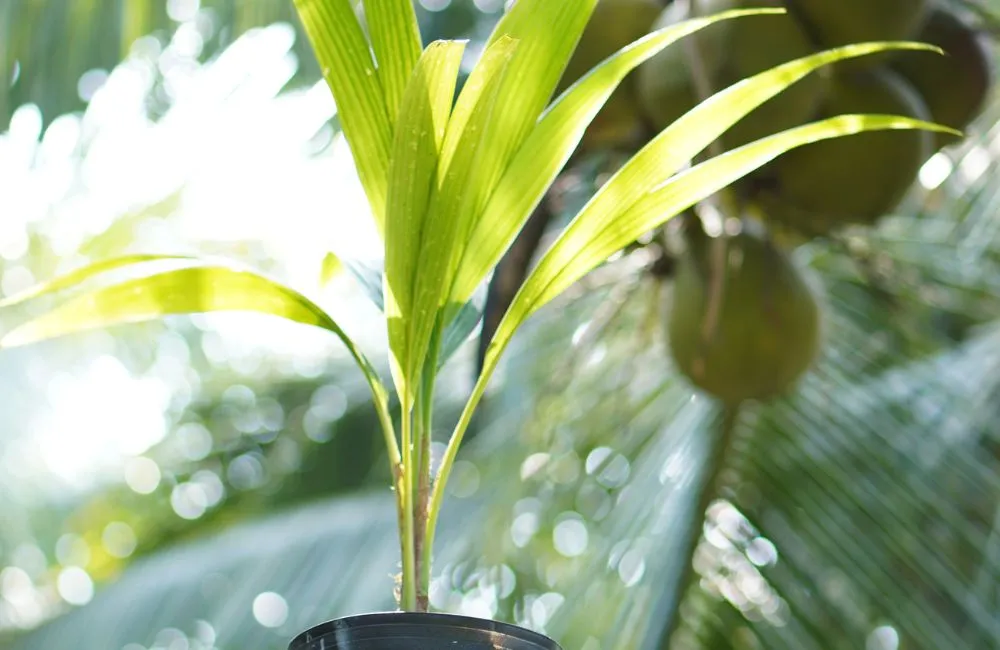 Tỷ lệ sáp của dừa