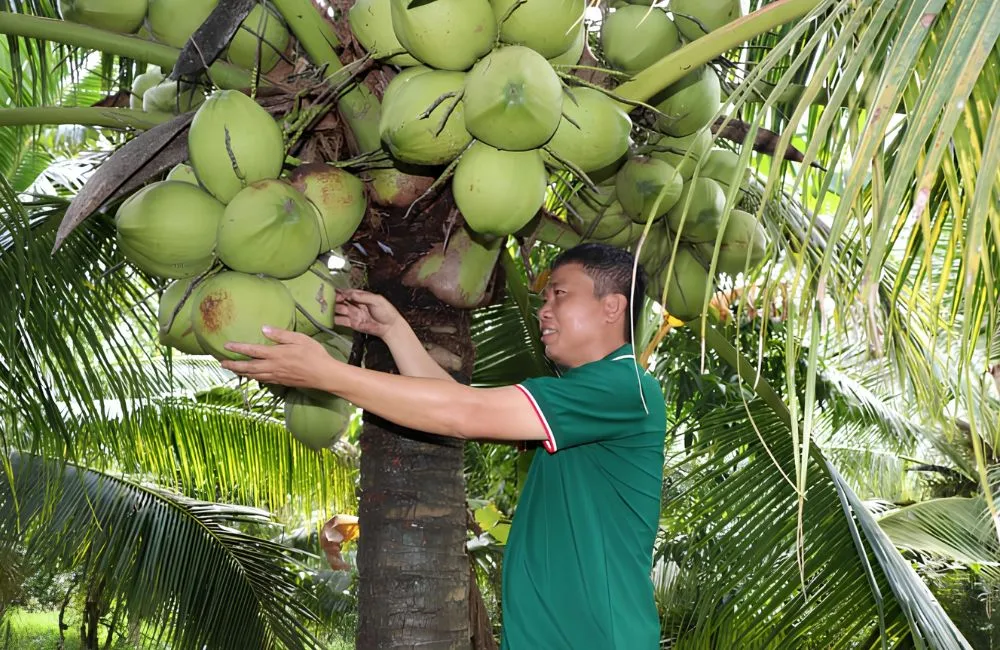 Tỷ lệ sáp của dừa