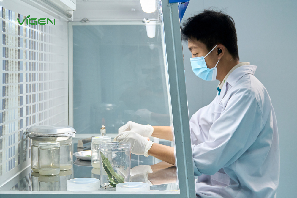 ViGen - Cây giống công nghệ cao: Sự lựa chọn chiến lược cho các dự án nông nghiệp quy mô lớn