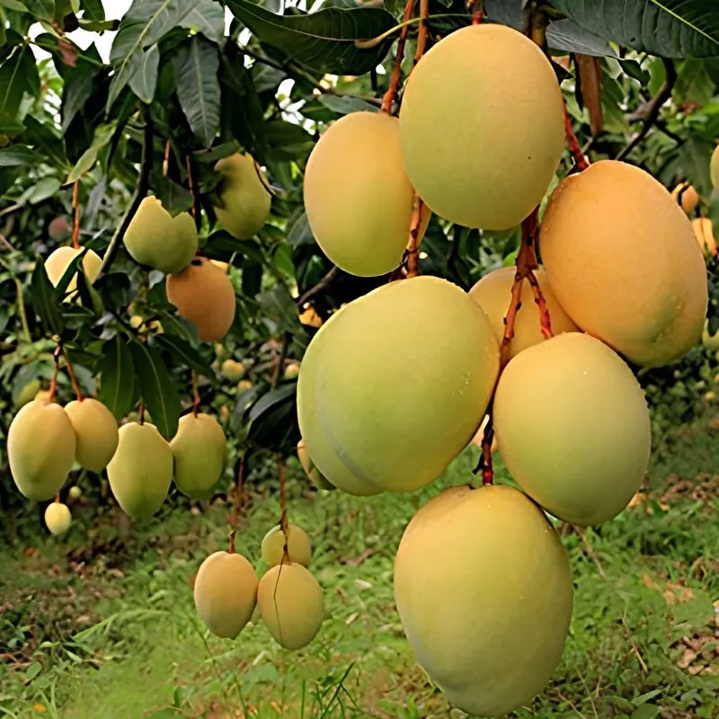 Xoài Alphonso