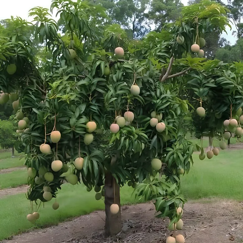 Xoài Alphonso