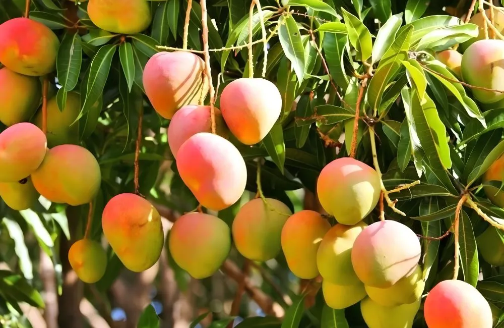 Xoài Alphonso