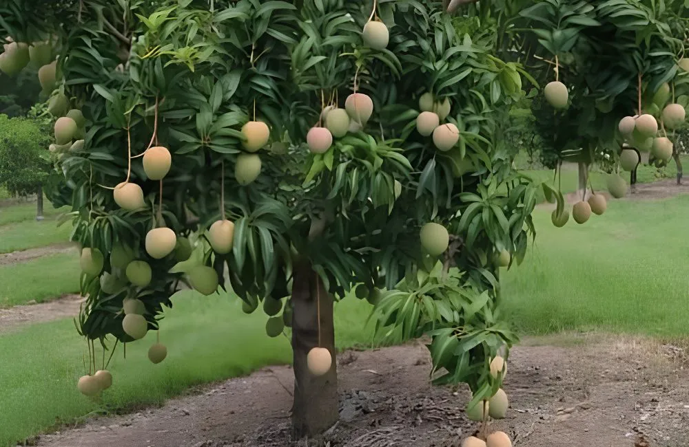 Xoài Alphonso