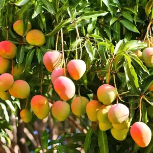 Xoài Alphonso