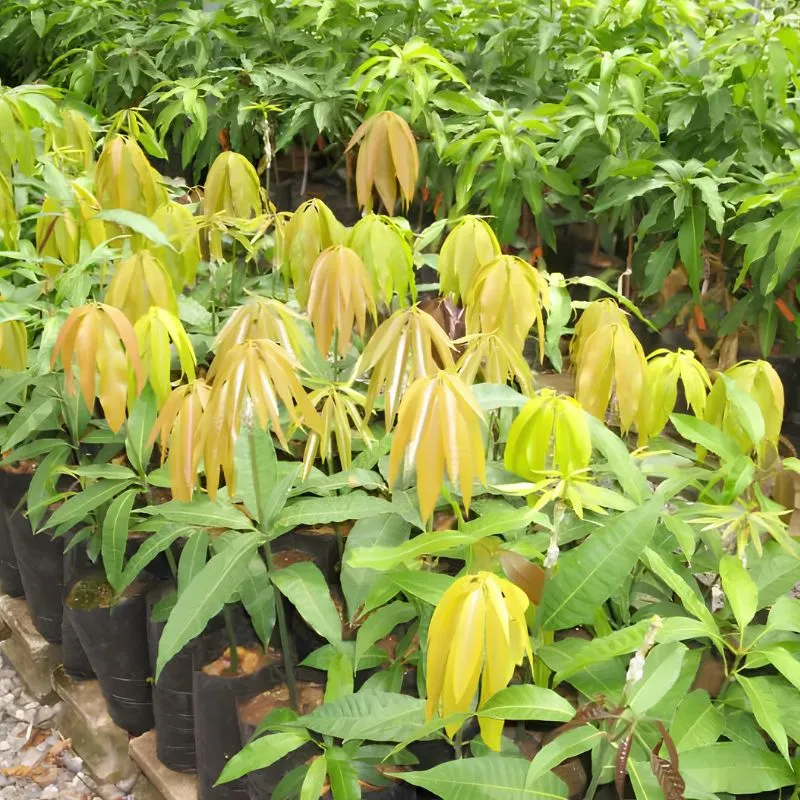 Xoài Alphonso