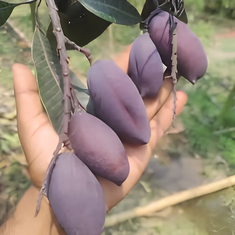 Xoài Black Stone