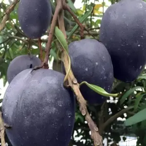 Xoài Black Stone