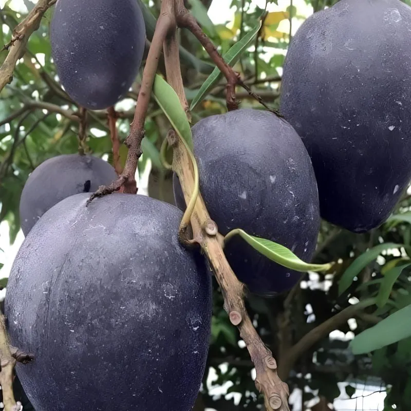 Xoài Black Stone