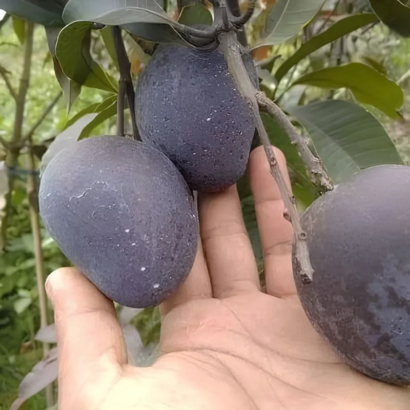 Xoài Black Stone