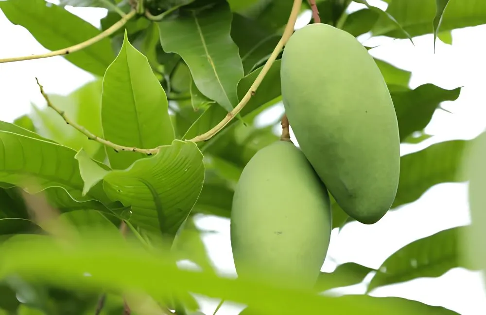 Xoài Carabao