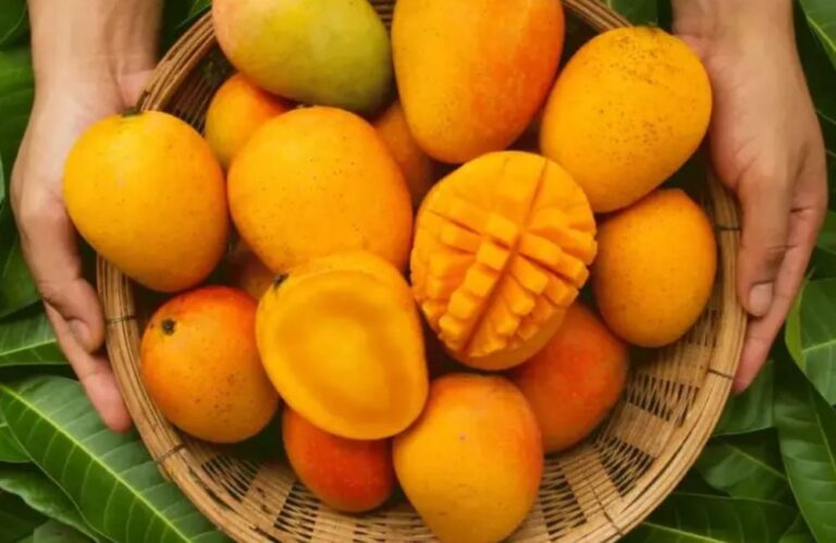 Xoài Carabao ghép có gì vượt trội so với cây trồng từ hạt