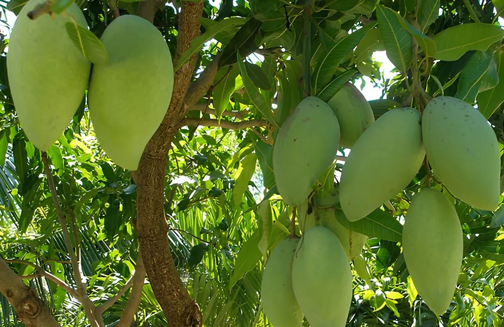 Xoài Hạ Tuyết Đông Đài