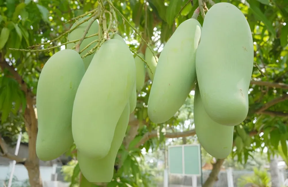 Xoài Hạ Tuyết Đông Đài