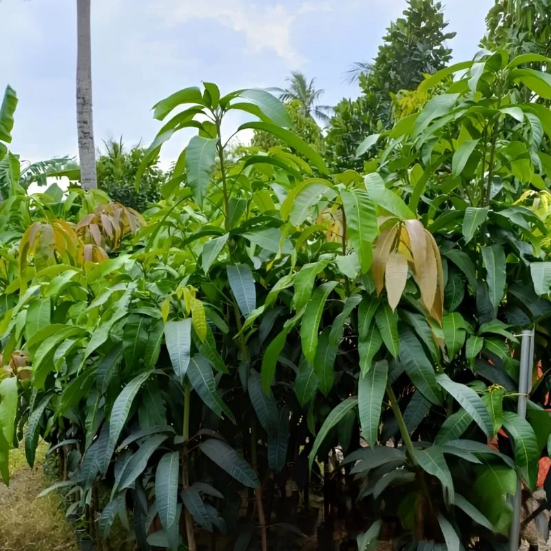 Xoài Hạ Tuyết Đông Đài