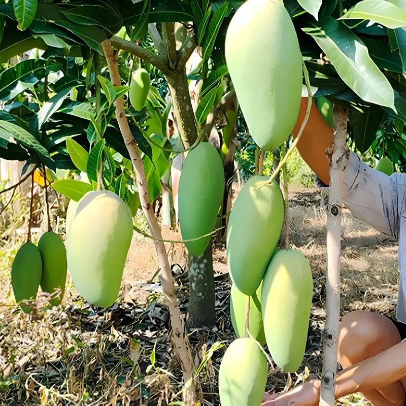 Xoài Hạ Tuyết Đông Đài