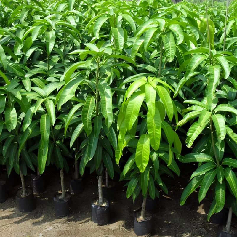 Xoài Hạ Tuyết Đông Đài