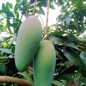 Xoài Hạ Tuyết Đông Đài