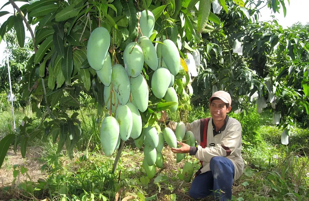 Xoài Hạ Tuyết Đông Đài