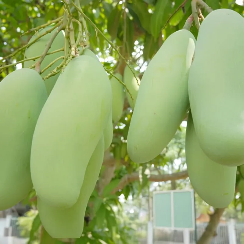 Xoài Hạ Tuyết Đông Đài