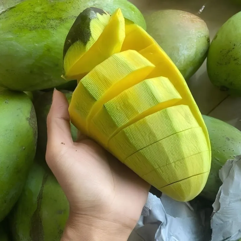 Xoài Hạ Tuyết Đông Đài