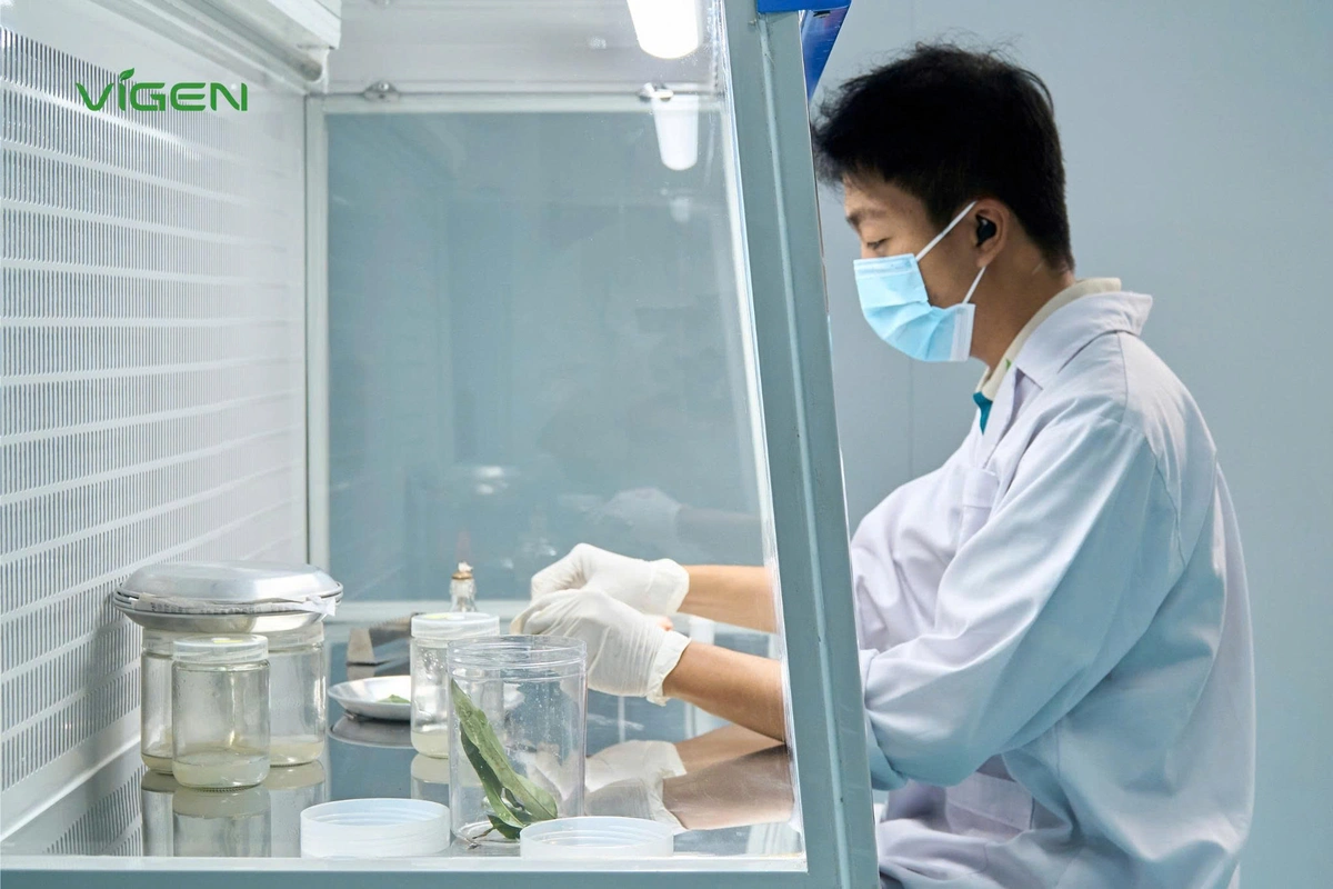 Cây giống ViGen ghi dấu ấn đậm nét trên hành trình hiện đại hóa nông nghiệp Việt