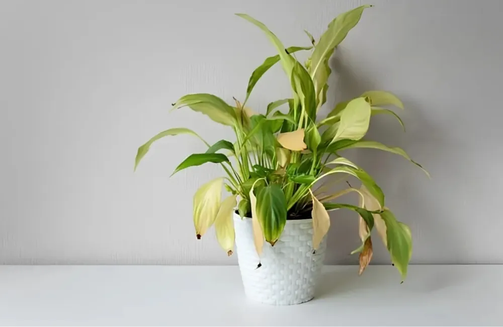 Cây kiểng lá chết