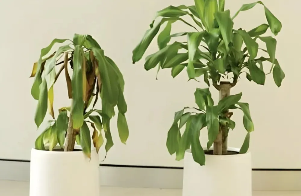 Cây kiểng lá chết