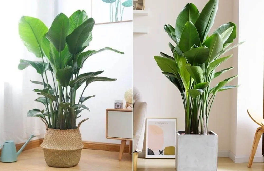Cây kiểng lá chết