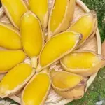Điều gì khiến chuối sáp luộc trở thành đặc sản được nhiều người săn tìm