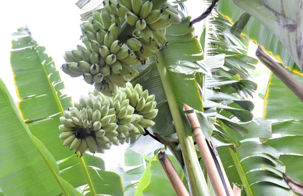 Chuối sáp luộc