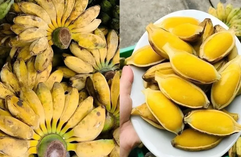 Chuối sáp luộc