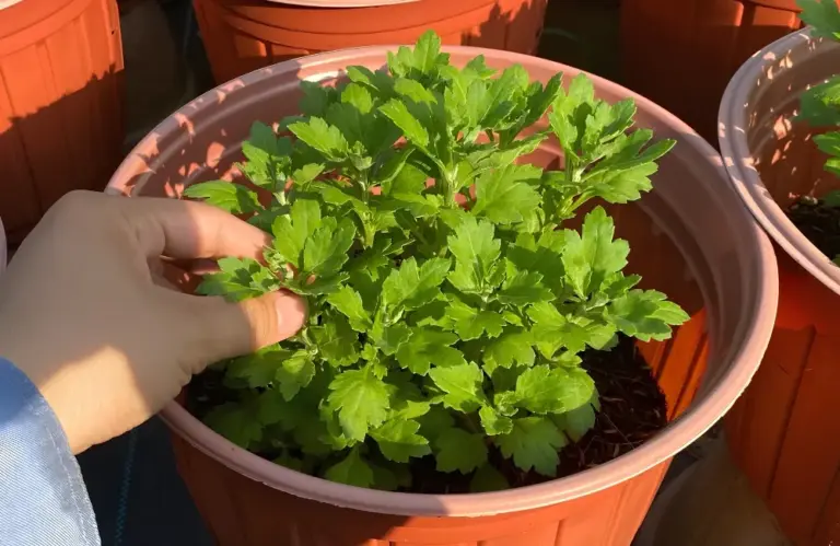 Kỹ thuật bấm ngọn cúc mâm xôi giúp cây sai nhánh, tán tròn đều