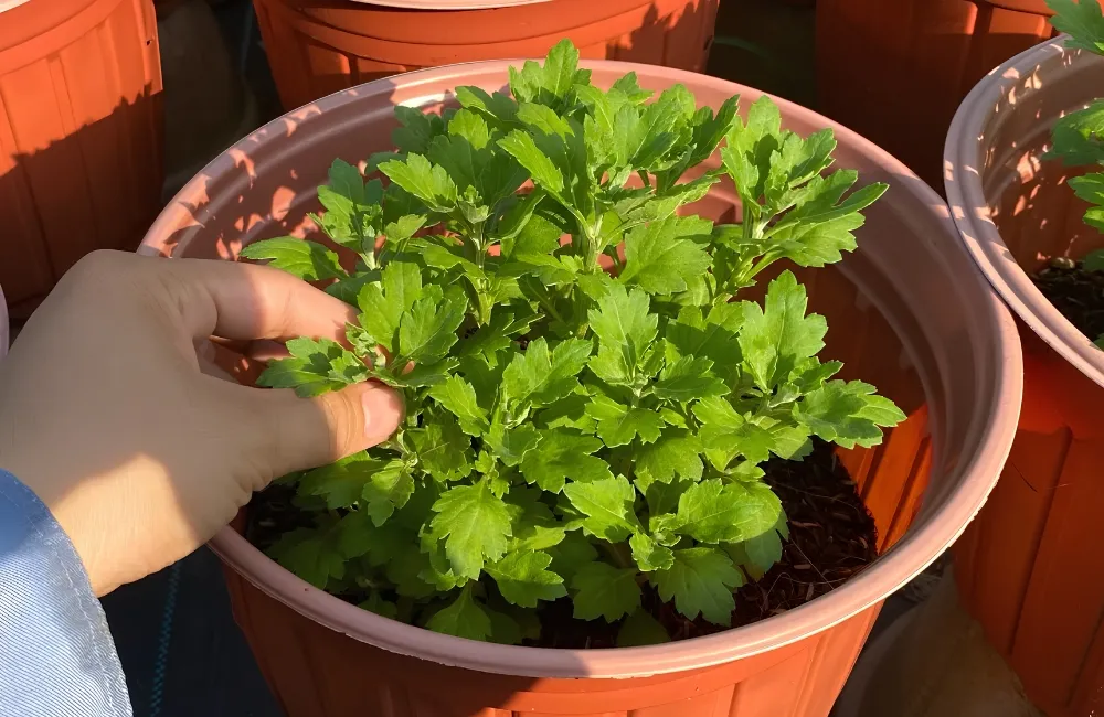 Bấm ngọn cúc mâm xôi 
