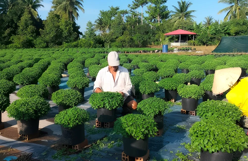 Bấm ngọn cúc mâm xôi